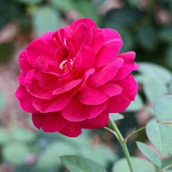 Indian Rose Centifolia