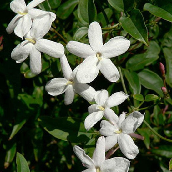 Jasmine Grandiflorum