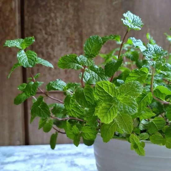 Absolutes and Essential Oils