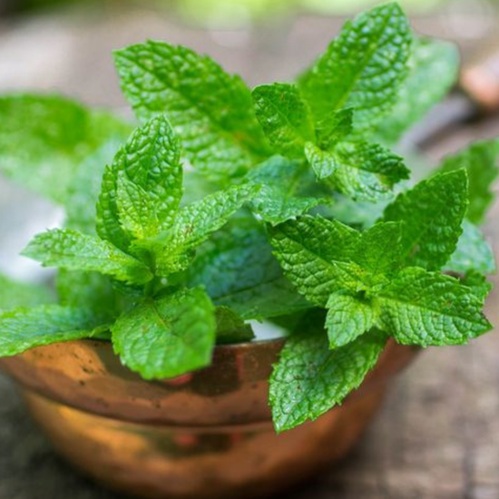 Spearmint Oil